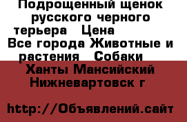 Подрощенный щенок русского черного терьера › Цена ­ 35 000 - Все города Животные и растения » Собаки   . Ханты-Мансийский,Нижневартовск г.